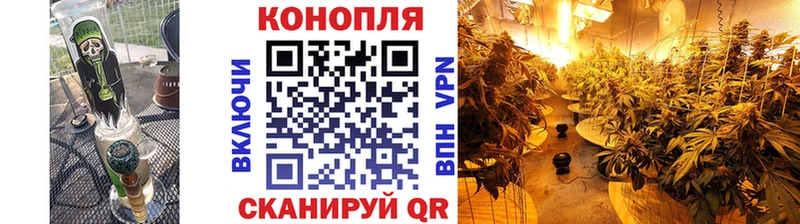 Конопля сатива Бердск